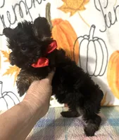 Major , a male Yorkshire Terrier for sale in Laurel, MS – 3 of 6