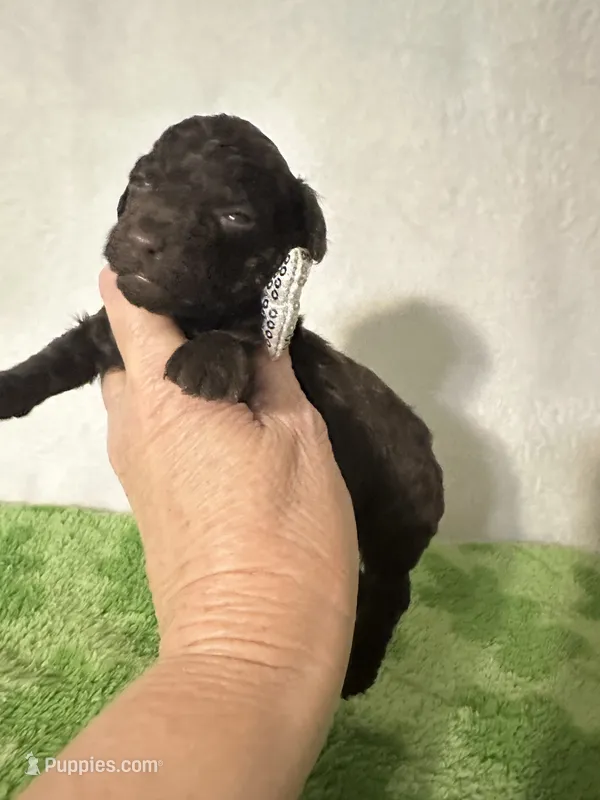 Tiny – Poodle - Toy  puppy for sale in Laurel, MS