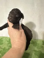 Tiny, a male Poodle - Toy  for sale in Laurel, MS – 1 of 4