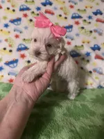 Bella , a female Miniature Schnauzer for sale in Laurel, MS – Photo 5 of 6