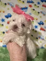 Bella , a female Miniature Schnauzer for sale in Laurel, MS – Photo 1 of 6