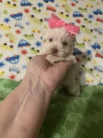 Bella , a female Miniature Schnauzer for sale in Laurel, MS – Photo 6 of 6