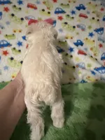 Bella , a female Miniature Schnauzer for sale in Laurel, MS – Photo 2 of 6