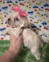 Bella , a female Miniature Schnauzer for sale in Laurel, MS – Photo 3 of 6