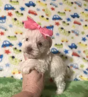 Bella , a female Miniature Schnauzer for sale in Laurel, MS – Photo 4 of 6