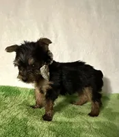 Sammy, a male Yorkshire Terrier for sale in Laurel, MS – 2 of 10