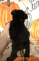 Alvin , a male Miniature Schnauzer for sale in Laurel, MS – 5 of 5