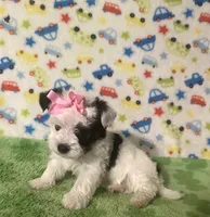 Mia, a female Morkie for sale in Laurel, MS – 4 of 10