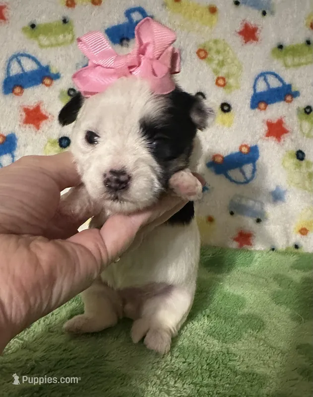 Mia – Morkie puppy for sale in Laurel, MS