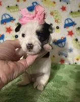 Mia, a female Morkie for sale in Laurel, MS – Photo 1 of 4