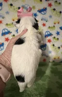 Mia, a female Morkie for sale in Laurel, MS – Photo 4 of 4