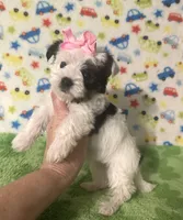 Mia, a female Morkie for sale in Laurel, MS – 5 of 10