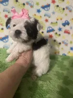 Mia, a female Morkie for sale in Laurel, MS – 9 of 10