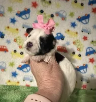 Mia, a female Morkie for sale in Laurel, MS – Photo 2 of 4