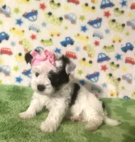 Mia, a female Morkie for sale in Laurel, MS – 3 of 10