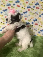 Mia, a female Morkie for sale in Laurel, MS – 10 of 10