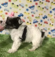 Mia, a female Morkie for sale in Laurel, MS – 8 of 10
