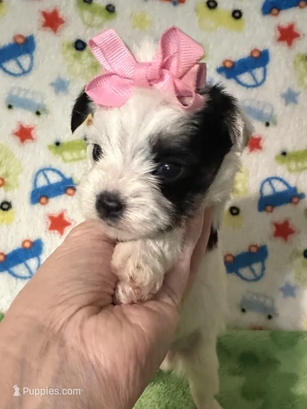 Mia – Morkie puppy for sale in Laurel, MS