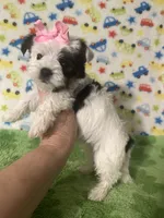Mia, a female Morkie for sale in Laurel, MS – 7 of 10