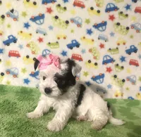 Mia, a female Morkie for sale in Laurel, MS – 2 of 10