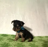 Scout, a male Yorkshire Terrier for sale in Laurel, MS – 4 of 9