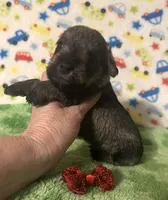 Jack, a male Miniature Schnauzer for sale in Laurel, MS – Photo 1 of 6