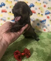 Jack, a male Miniature Schnauzer for sale in Laurel, MS – Photo 3 of 6