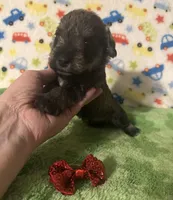 Jack, a male Miniature Schnauzer for sale in Laurel, MS – Photo 2 of 6