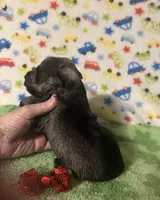 Jack, a male Miniature Schnauzer for sale in Laurel, MS – Photo 4 of 6