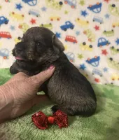 Jack, a male Miniature Schnauzer for sale in Laurel, MS – Photo 5 of 6