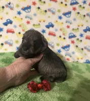 Jack, a male Miniature Schnauzer for sale in Laurel, MS – Photo 6 of 6