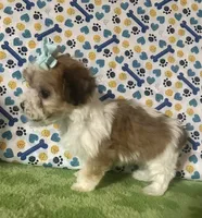 Dolly , a female Maltese and Morkie for sale in Laurel, MS – 3 of 10