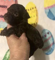 Tinker , a male Poodle - Toy  for sale in Laurel, MS – Photo 2 of 4