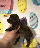 Tinker , a male Poodle - Toy  for sale in Laurel, MS – Photo 3 of 4