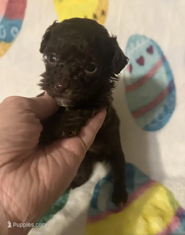 Tinker  – Poodle - Toy  puppy on hold in Laurel, MS