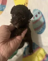 Tinker , a male Poodle - Toy  for sale in Laurel, MS – Photo 1 of 4