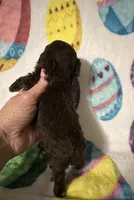 Tinker , a male Poodle - Toy  for sale in Laurel, MS – Photo 4 of 4