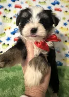 Boomer , a male Yorkshire Terrier for sale in Laurel, MS – Photo 1 of 9