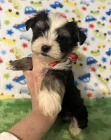 Boomer , a male Yorkshire Terrier for sale in Laurel, MS – Photo 4 of 9