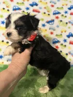 Boomer , a male Yorkshire Terrier for sale in Laurel, MS – Photo 6 of 9