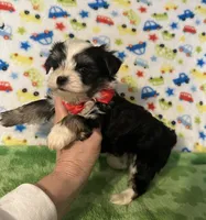 Boomer , a male Yorkshire Terrier for sale in Laurel, MS – Photo 5 of 9