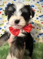 Boomer , a male Yorkshire Terrier for sale in Laurel, MS – Photo 8 of 9