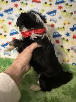 Boomer , a male Yorkshire Terrier for sale in Laurel, MS – Photo 7 of 9