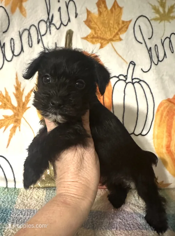 Jett – Miniature Schnauzer puppy for sale in Laurel, MS