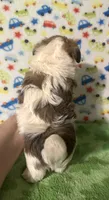 Frankie , a male Morkie for sale in Laurel, MS – 8 of 8