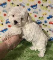 Meeko, a male Morkie for sale in Laurel, MS – 6 of 8