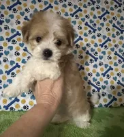 Dipper , a male Maltese and Morkie for sale in Laurel, MS – 4 of 9