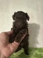 Tiny, a male Poodle - Toy  for sale in Laurel, MS – 3 of 7