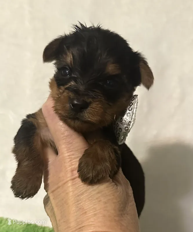 Sammy – Yorkshire Terrier puppy for sale in Laurel, MS