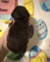 Tucker , a male Poodle - Toy  for sale in Laurel, MS – Photo 2 of 3